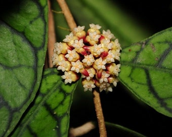 Hoya callistophylla (short leaf) 1 Plant Size 4" Pot (Random)  Free Phytosanitary Certificate