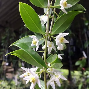 Rare Hoya Odorata in 4&quot; Pot | Free Phytosanitary Certificate | Fragrant Blooms | Rooted & Healthy | Worldwide Shipping