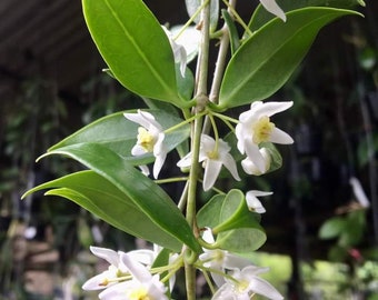 Odorata (Hoya) / Phyto Cer. (Random)