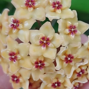 Kenejiana (Hoya) / Phyto Cer. (Random)