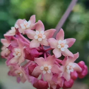 Sarawak Pink (Hoya) / Phyto Cer. (Random)