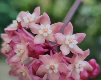Sarawak Pink (Hoya) / Phyto Cer. (Random)