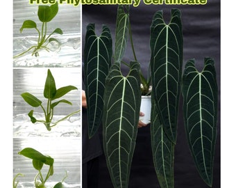 Anthurium warocqueanum Queen Tissue Culture 1 PLANT with Phytosanitary Certificate (Random)