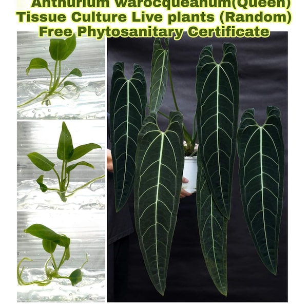 Culture de tissus de reine Anthurium warocqueanum 1 PLANTE avec certificat phytosanitaire (aléatoire)