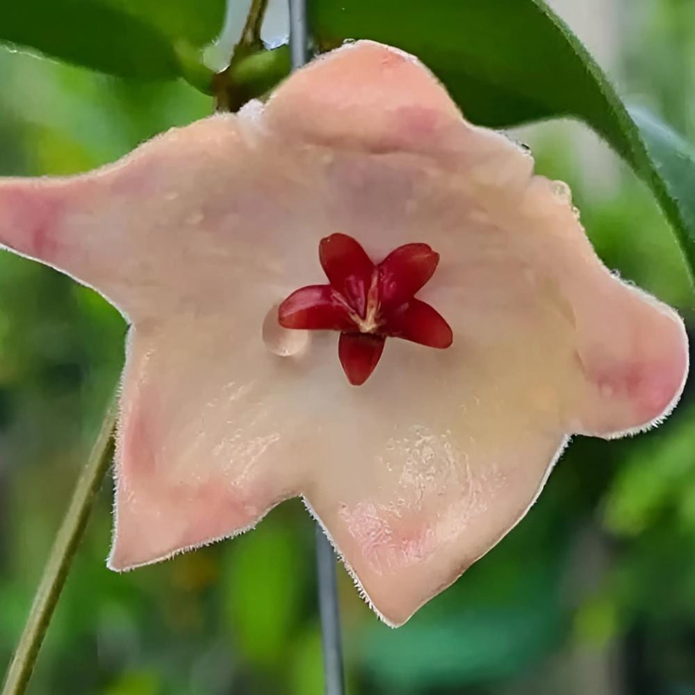 新年セール レア ホヤ アルクボルディアーナ ピンク サクララン 大苗