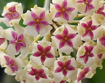 Ice 023 (Hoya) / Phyto Cer. (Random)
