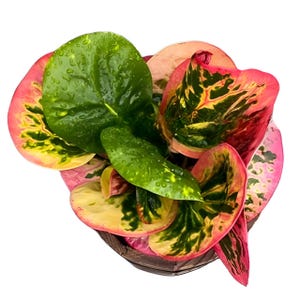 Puede incluir: Una planta en maceta con hojas verdes y amarillas con bordes rosados y rojos. Las hojas son brillantes y tienen gotas de agua.