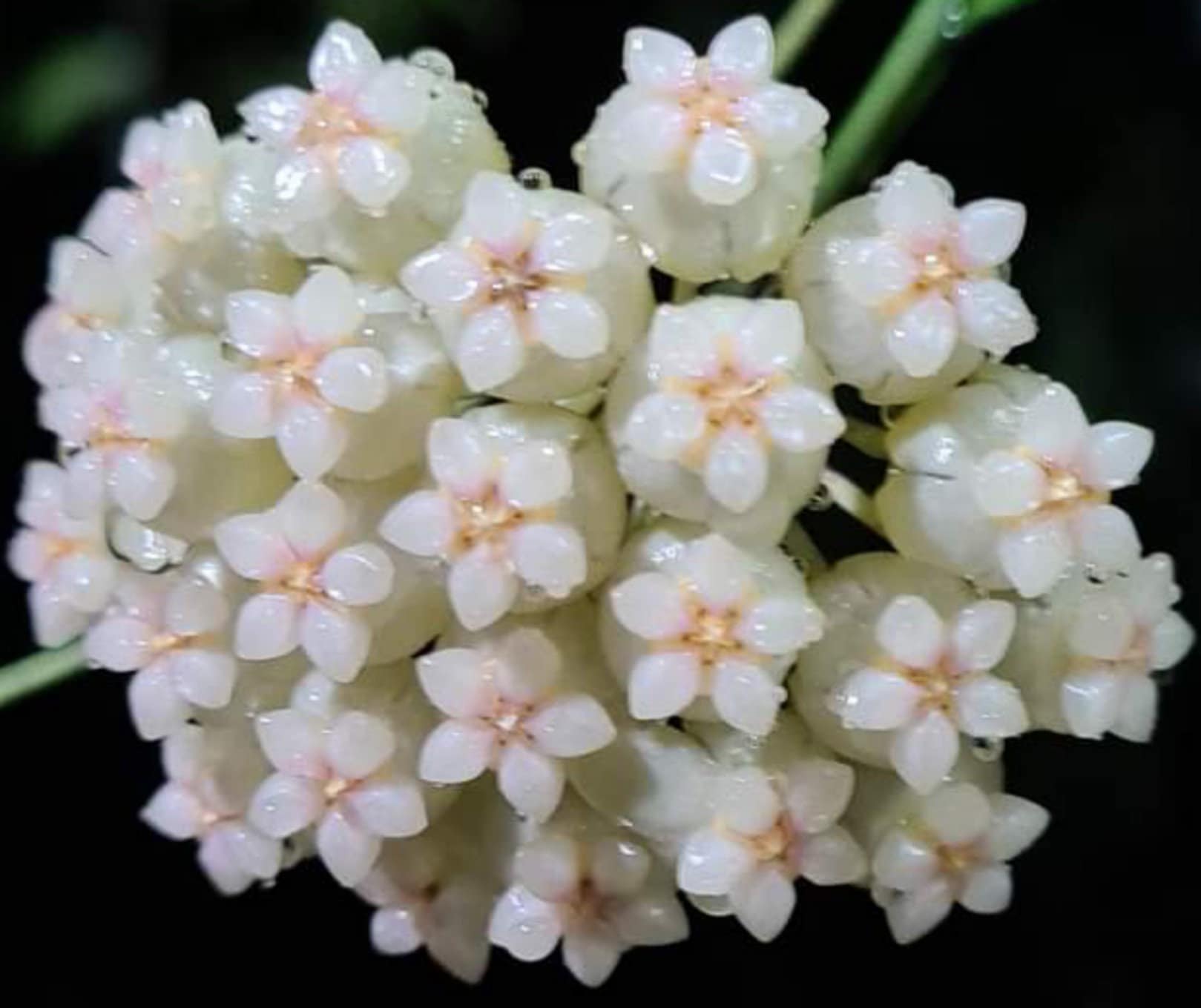 Hoya crassipetiolata - Etsy 日本