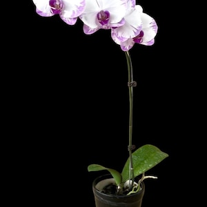 20 Phalaenopsis Orchid U3-1 Tissue Culture Plants, Free Phytosanitary Certificate, Randomly Selected, Fast Global Shipping &quot;MBerryHouse&quot;