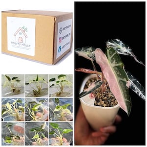 Alocasia Bambino Bont TC. / Phyto Cer. (willekeurig)