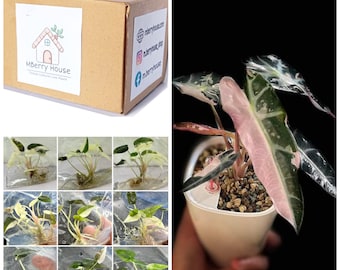 Alocasia Bambino Variegada TC. / Phyto Cer. (Aleatoria)