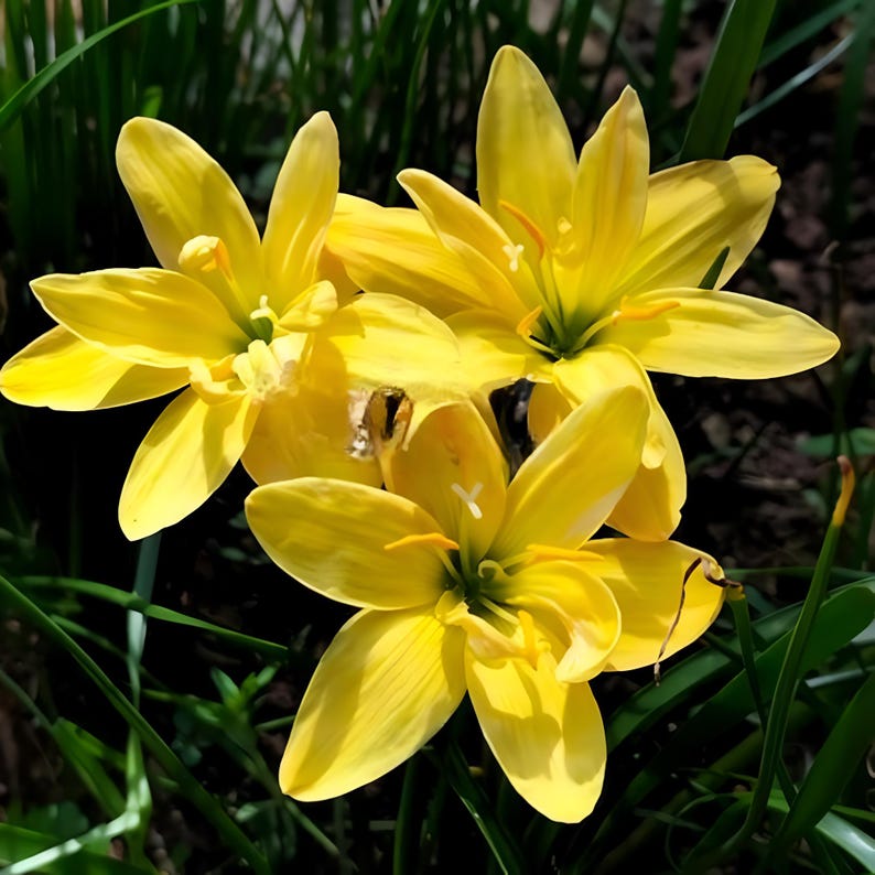 MBerryHouse Zephyranthes Bulbs - Thumbnail 5