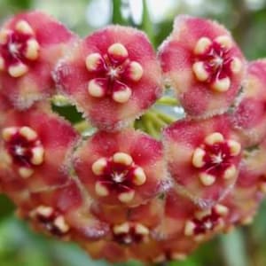 Meliflua hoya - Etsy 日本 Meliflua hoya - Etsy 日本