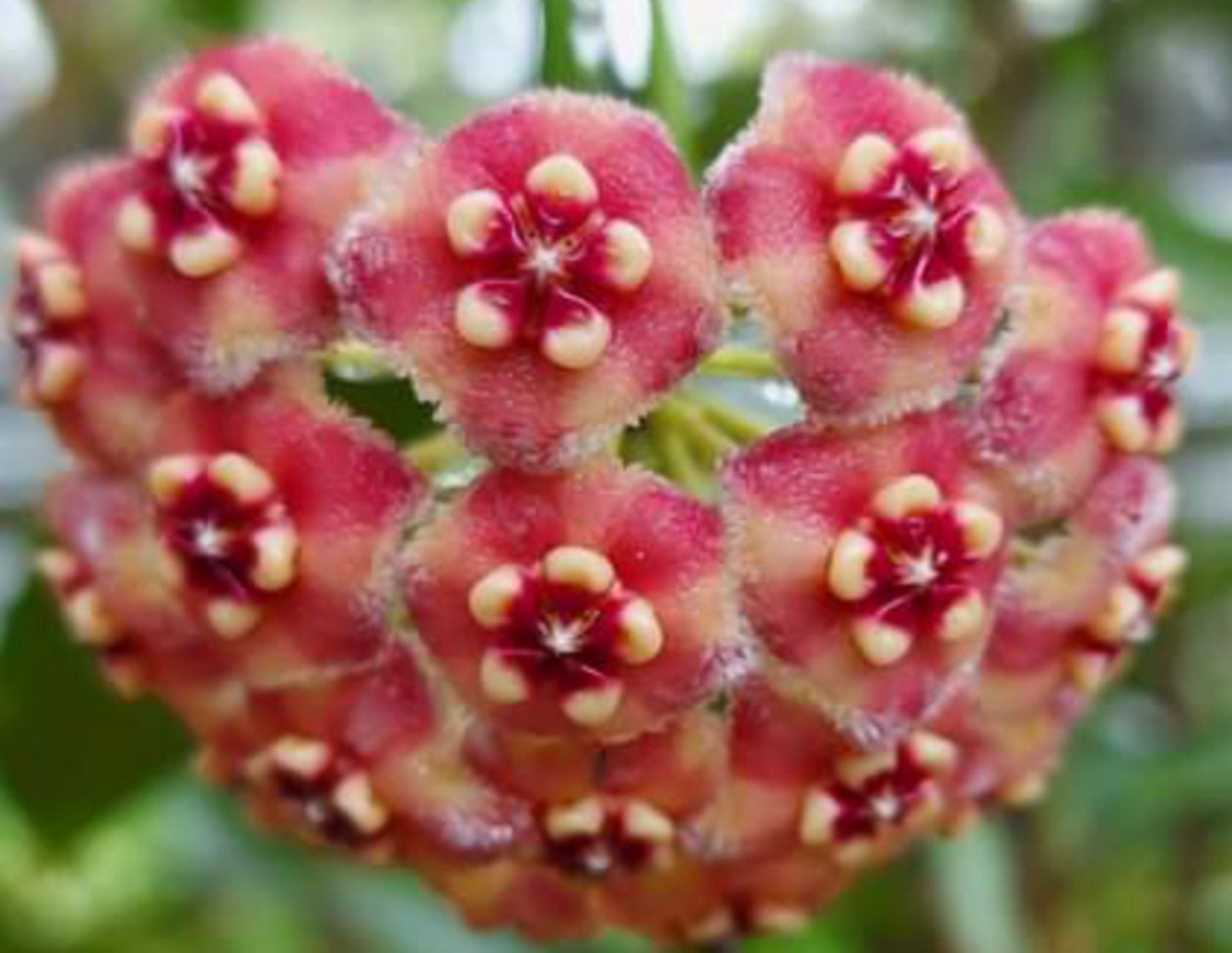 ポットごと】ホヤ メリフルア hoya meliflua Meliflua hoya - Etsy 日本