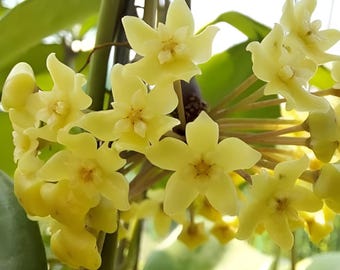 Merrillii (Hoya) / Phyto Cer. (Random)