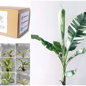 Musa florida variegated - Etsy 日本