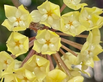 Meredithii (Hoya) / Phyto Cer. (Random)