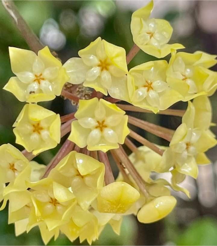Hoya meredithii - Etsy 日本