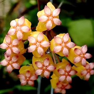 Soligamiana (Hoya) / Phyto Cer. (Random)