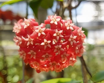 ilagiorum Red (Hoya) / Phyto Cer. (Random)
