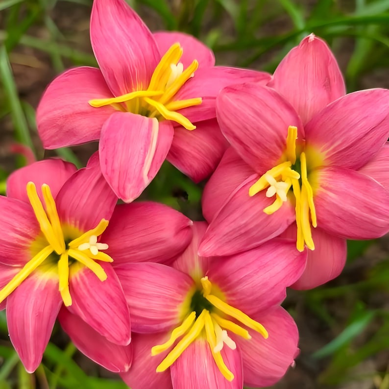 MBerryHouse Zephyranthes Bulbs