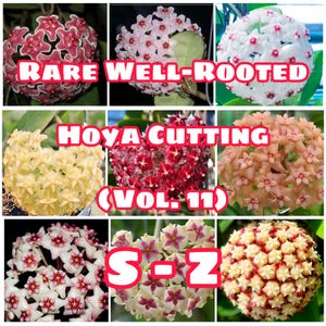 Rare Well-Rooted Hoya Cutting (Vol. 11) – Healthy & Phytosanitary Certified