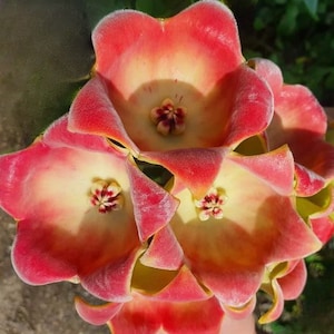 Lauterbachii (Hoya) / Phyto Cer. (Random)