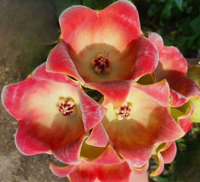 Hoya meredithii - Etsy 日本