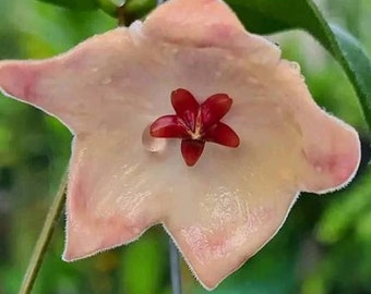 Patella Pink (Hoya) / Phyto Cer. (Random)