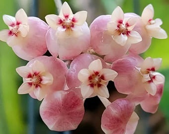 ホヤ インペリアリス パラワン (((((ホヤ))))Phyto_Cer.//// - Etsy 日本