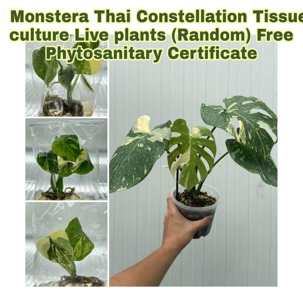 Monstera Thai Constellation Tissue Culture 1 PLANT with Phytosanitary Certificate (Random)