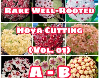 Rare Well-Rooted Hoya Cutting (Vol. 01) – Healthy & Phytosanitary Certified