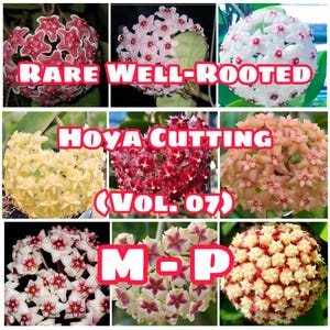 Rare Well-Rooted Hoya Cutting (Vol. 07) – Healthy & Phytosanitary Certified