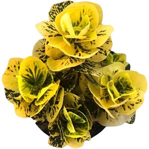 Croton « Terre d'or » | Plante ornementale rare | Superbe feuillage jaune doré | Intérieur/Extérieur | Phytosanitaire gratuit