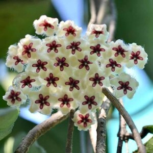 Hoya phuwuaensis - Etsy 日本