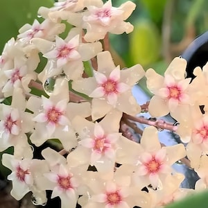 Acuta variegata (Hoya) / Phyto Cer. (Aléatoire)