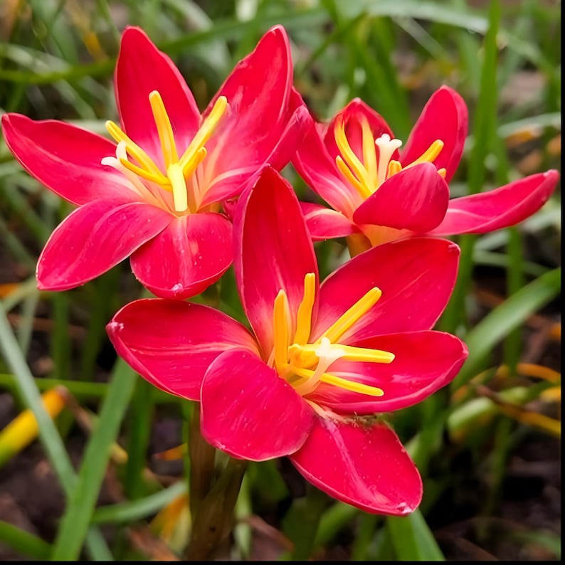 MBerryHouse Zephyranthes Bulbs - Thumbnail 4