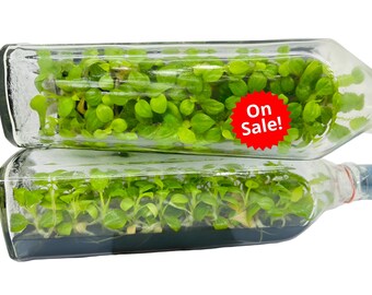 Philodendron El Choco Red Tissue Culture – 25 Plants / 1 Bottle – Limited Stock!  / Phyto Cer. (Random)