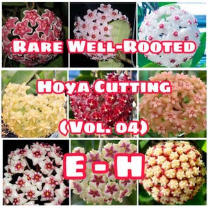 Rare Well-Rooted Hoya Cutting (Vol. 04) – Healthy & Phytosanitary Certified