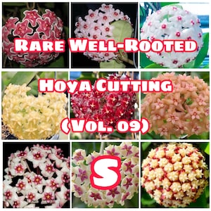 Rare Well-Rooted Hoya Cutting (Vol. 09) – Healthy & Phytosanitary Certified