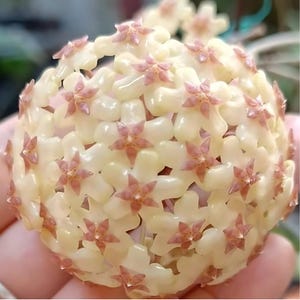 0723＊ホヤ ＊ Hoya ＊ cv.Joy ＊ 花座付き 0723＊ホヤ ＊ Hoya ＊ cv.Joy ＊ 花座付き 0723＊ホヤ ＊ Hoya