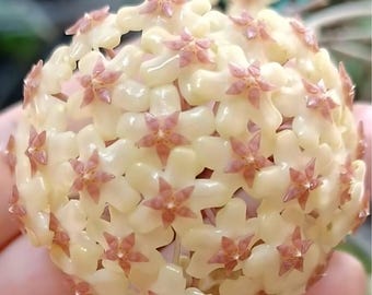 その他観葉植物 HOYA Lyi Hoya lyi (UNCOMMON VARIETY) – Unsolicited Plant Talks