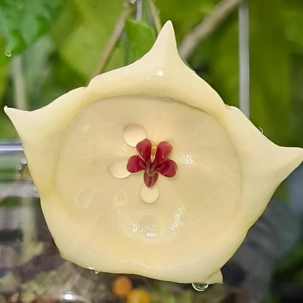 0724＊ホヤ ＊ Hoya ＊ メレディティー ＊meredithii はじめてグリーン系のHoyaのお花が咲きました（Hoya meredithii