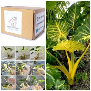 Alocasia New Guinea Gold Variegated TC. / Phyto Cer. (Random)