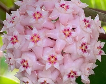 Pachyclada Pink Ubon Thailand (hoya) / Phyto Cer. (random) - Etsy