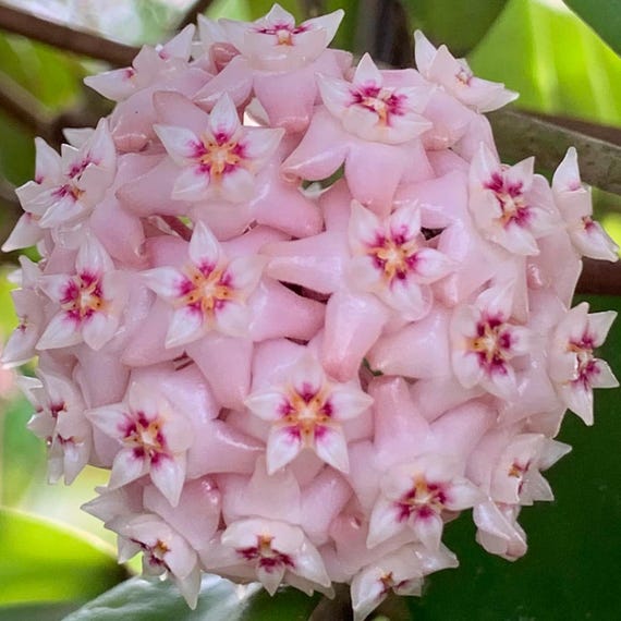 Pachyclada Pink Ubon Thailand (hoya) / Phyto Cer. (random) - Etsy