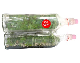 May include: Two clear glass bottles filled with green plants. The bottles have pink caps and red labels that say "On Sale!"