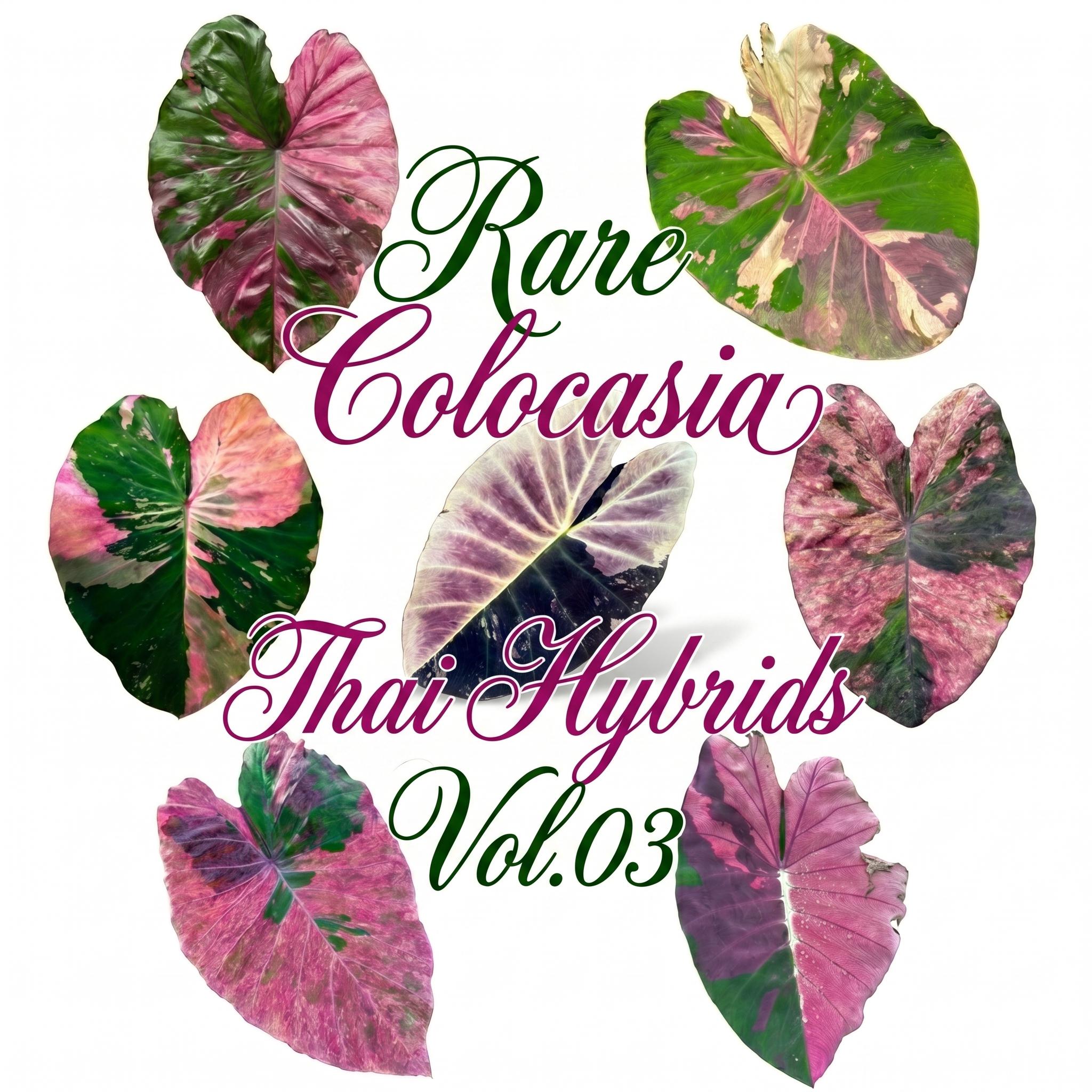 ぶ*ン様 コロカシア　ピンクリボン Colocasia pink - Etsy 日本