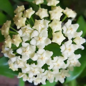 Pubicalyx white dragon (Hoya) / Phyto Cer. (Random)