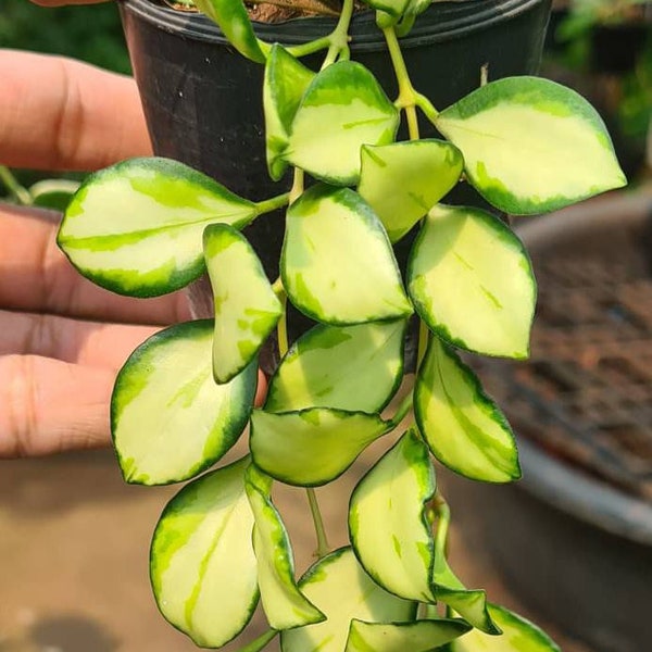 Hoya Heuschkeliana variegata 1 Plant Size 3" Pot (Random)  Free Phytosanitary Certificate
